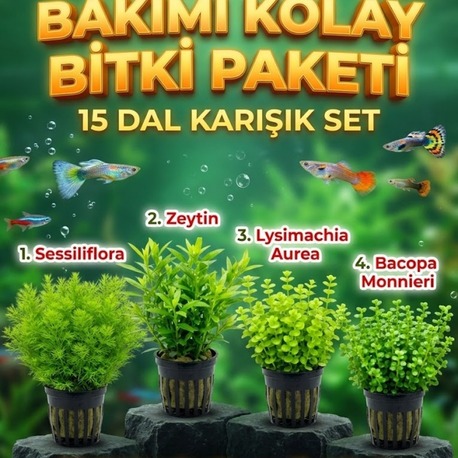 Bakımı Kolay 15 Dal Bitki Paketi