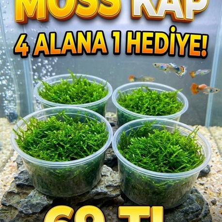 Java Moss Kap * Kampanyalı