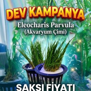Akvaryum Bitkileri Rotala