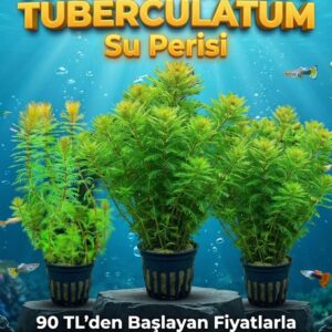 Tuberculatum Superisi Bitkisi