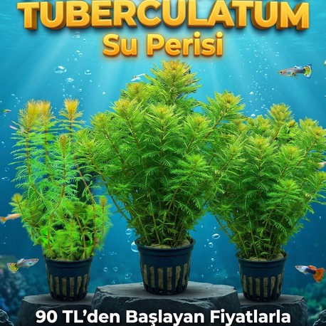 Tuberculatum Superisi Bitkisi