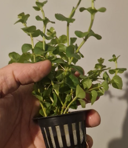 Bacopa Monnieri Saksı