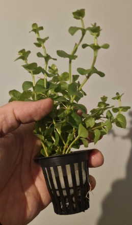 Bacopa Monnieri Saksı