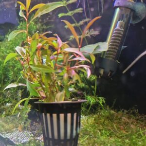 Ludwigia repens (Gül) SAKSI