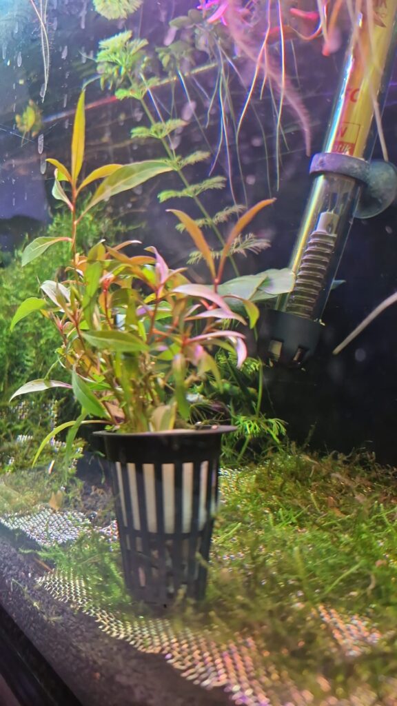 Ludwigia repens (Gül) SAKSI