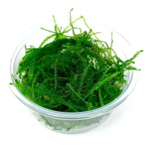 Java Moss Kap