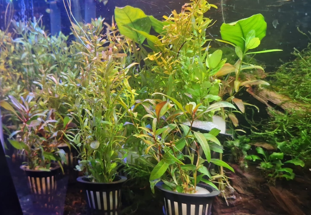 Rotala Saksı Akvaryum Bitki