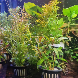 Rotala Saksı Akvaryum Bitki