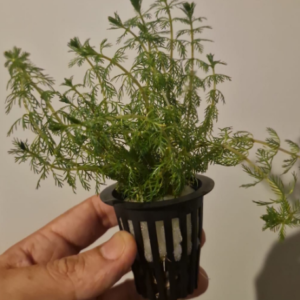 Akvaryum Bitkisi Tuberculatum Saksı