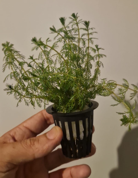 Akvaryum Bitkisi Tuberculatum Saksı